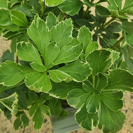 Pachysandra terminalis ‘Variegata’ (2-Litre Pot) image 0