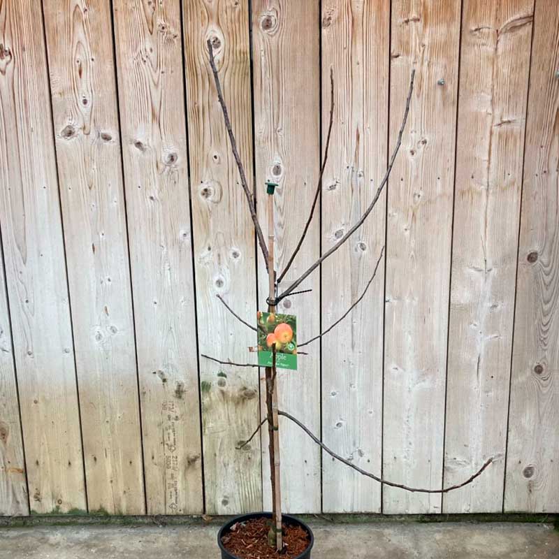 'Fiesta Red Pippin' Apple Tree (12 Litre Pot) image 0