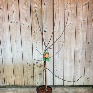 'Fiesta Red Pippin' Apple Tree (12 Litre Pot) image 1