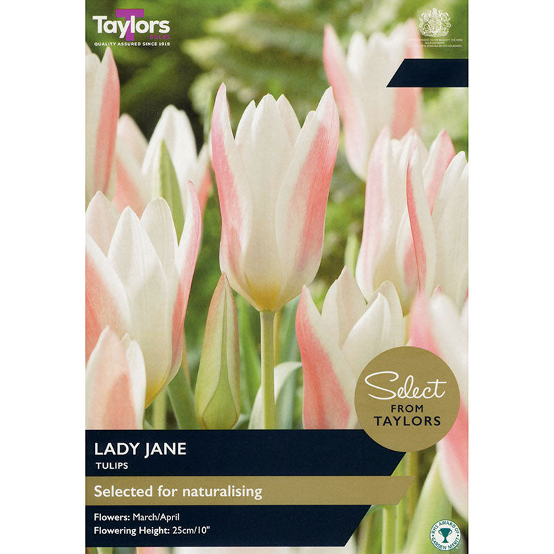 Tulip 'Lady Jane' (10 bulbs) image 0