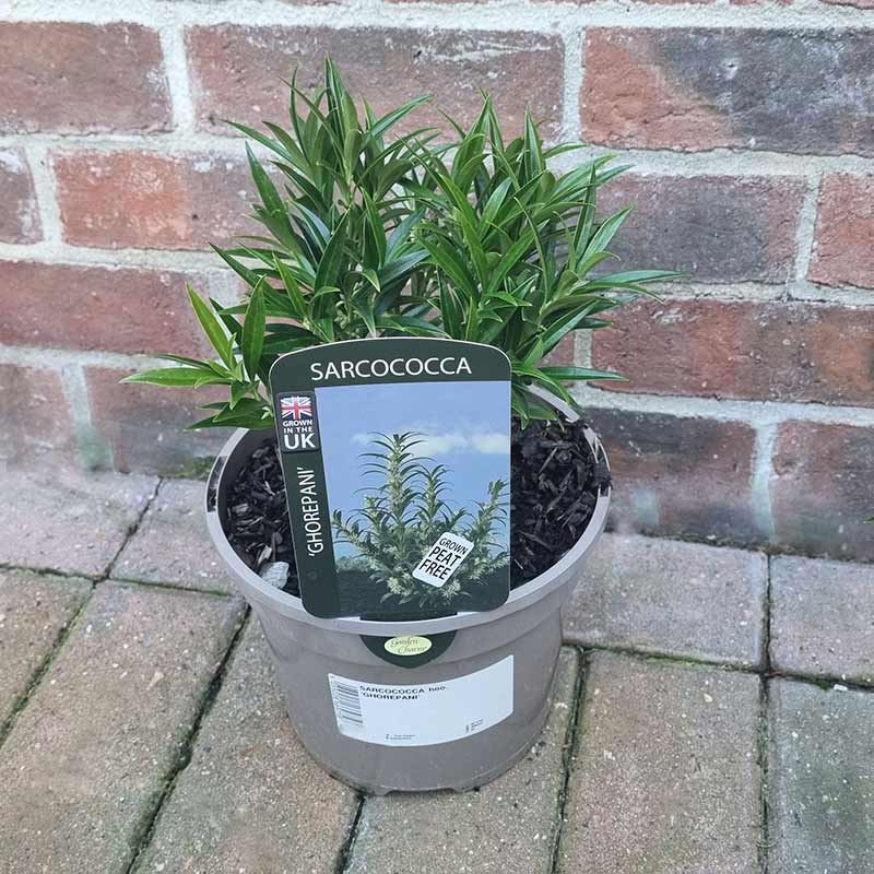Sarcococca ‘Ghorepani’ (3-Litre Pot) image 0