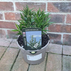 Sarcococca ‘Ghorepani’ (3-Litre Pot) image 0