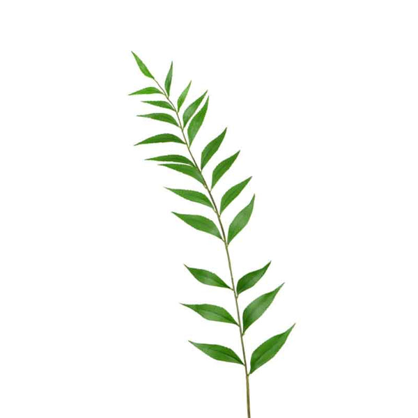 Floralsilk Single Sword Leaf Fern Stem (116cm) image 0