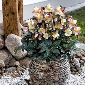 Helleborus HGC® 'Maestro' (4.5 litre pot) image 2