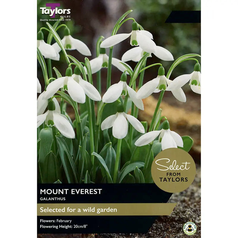 Galanthus 'Mount Everest' (7 bulbs) image 0
