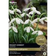 Galanthus 'Mount Everest' (7 bulbs) image 0