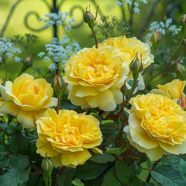 David Austin The Poet's Wife® English Shrub Rose (6-Litre Pot) image 1