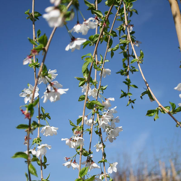 Prunus ‘Snow Showers’ Tree (Cherry Blossom) (12-Litre Pot) image 2