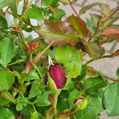 Harkness Roses ‘Chelsea Pensioner’ Shrub Rose (3-Litre Pot) image 0