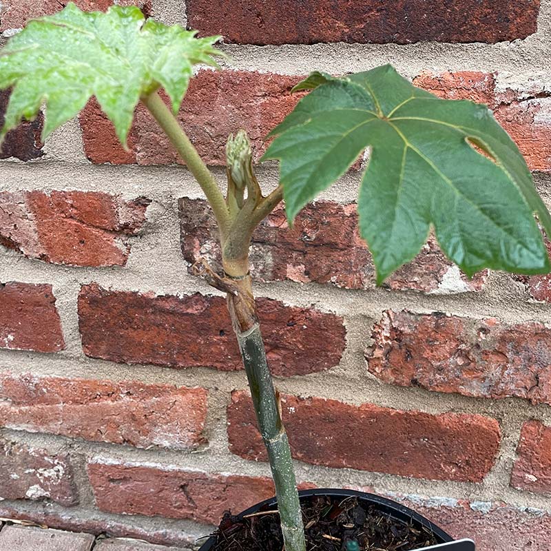 Tetrapanax papyrifer 'Rex' (2-Litre Pot) image 0