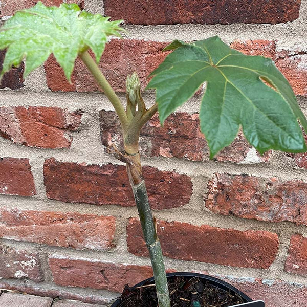 Tetrapanax papyrifer 'Rex' (2-Litre Pot) image 1