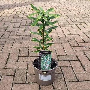 Daphne odora ‘Aureomarginata’ image 1