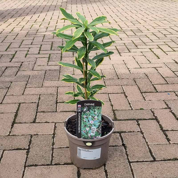 Daphne odora ‘Aureomarginata’ image 1