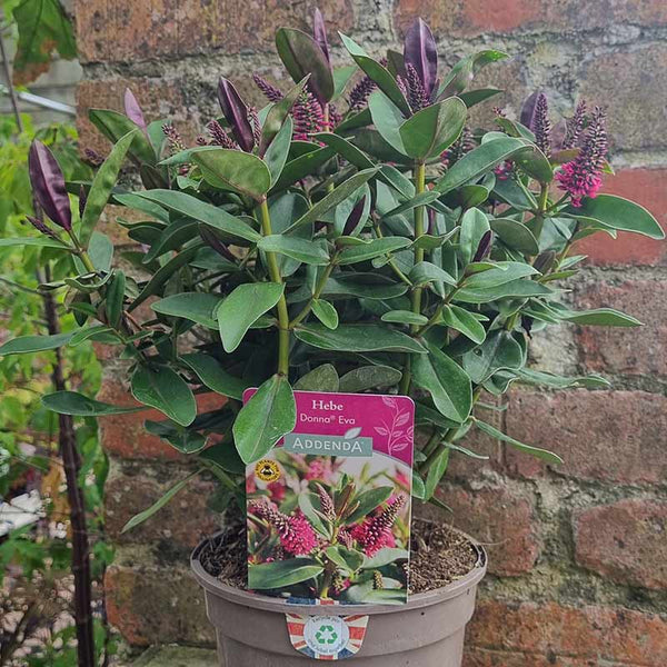 Hebe Addenda® ‘Donna Eva’ (2-Litre Pot) image 0