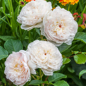 David Austin Emily Brontë® English Shrub Rose (6-Litre Pot) image 2
