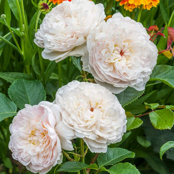 David Austin Emily Brontë® English Shrub Rose (6-Litre Pot) image 2