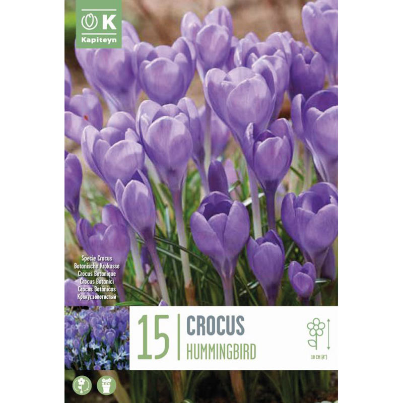 Crocus ‘Hummingbird’ (15 Bulbs) image 0
