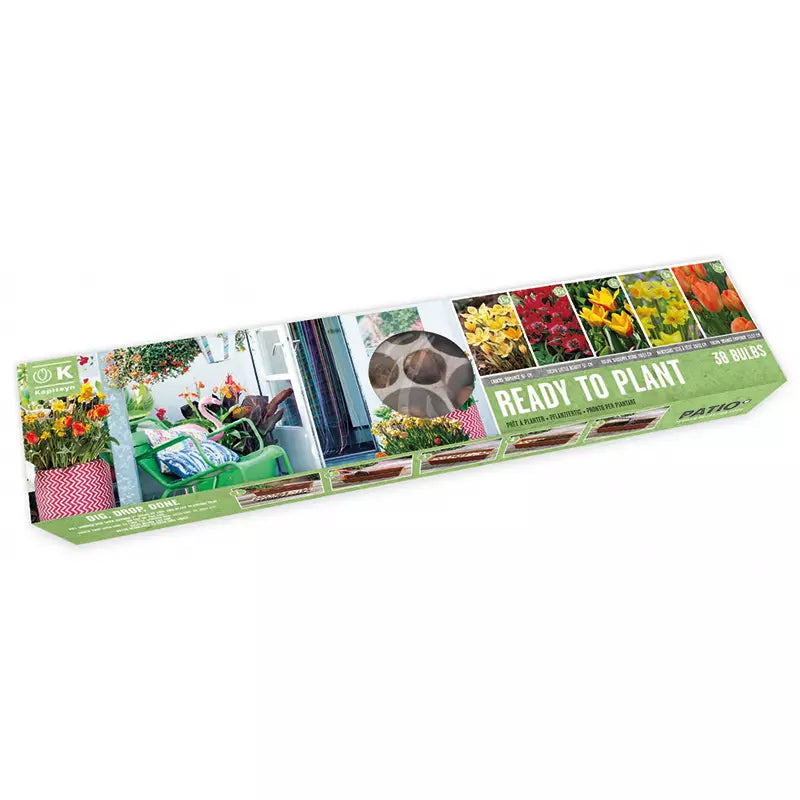 Ready to Plant Balcon-O-Mat 'Sunshine' (38 bulbs) image 0
