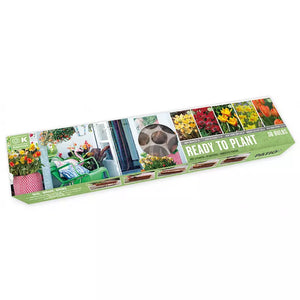 Ready to Plant Balcon-O-Mat 'Sunshine' (38 bulbs) image 0