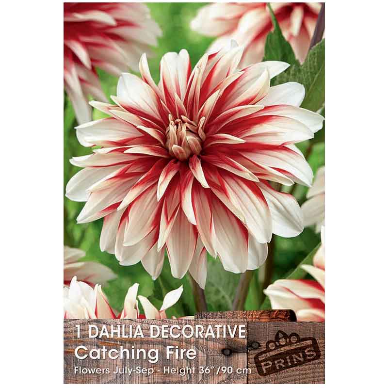 Dahlia Decorative 'Catching Fire' (1 tuber) image 0