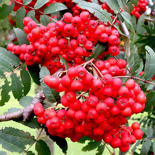 Sorbus aucuparia ‘Cardinal Royal’ Tree (Michred) (12-Litre Pot) image 0