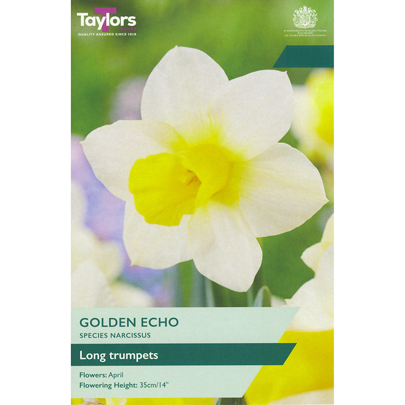 Narcissus ‘Golden Echo’ Daffodil (5 Bulbs) image 0