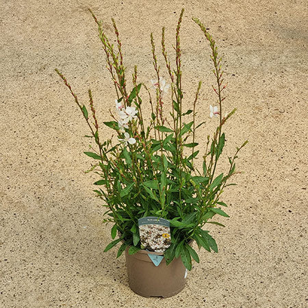 Oenothera lindheimeri Gaura ‘Gaudi Medium White’ (2-Litre Pot) image 0