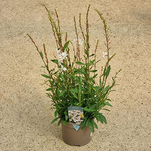 Oenothera lindheimeri Gaura ‘Gaudi Medium White’ (2-Litre Pot) image 0