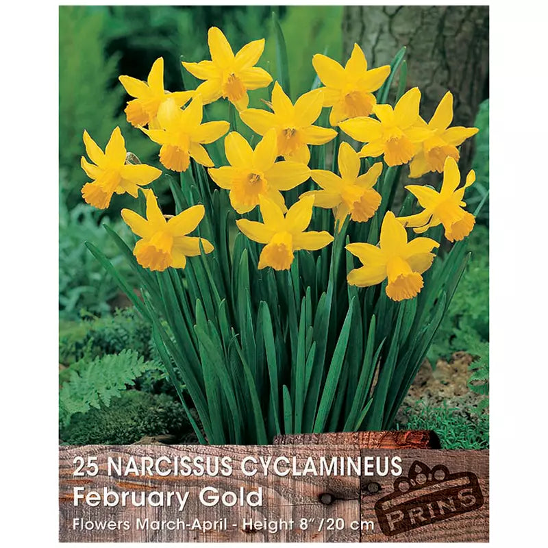 Narcissus 'February Gold' (25 bulbs) image 0