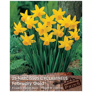 Narcissus 'February Gold' (25 bulbs) image 0