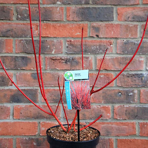 Cornus alba 'Sibirica' (3 litre pot) image 2