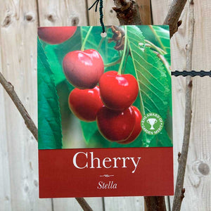 Prunus avium 'Stella' Cherry Tree (12-Litre Pot) - Gisela image