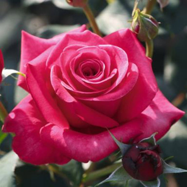 Whartons Roses ‘Timeless Charisma’ Hybrid Tea Bush Rose (3-Litre Pot) image 0