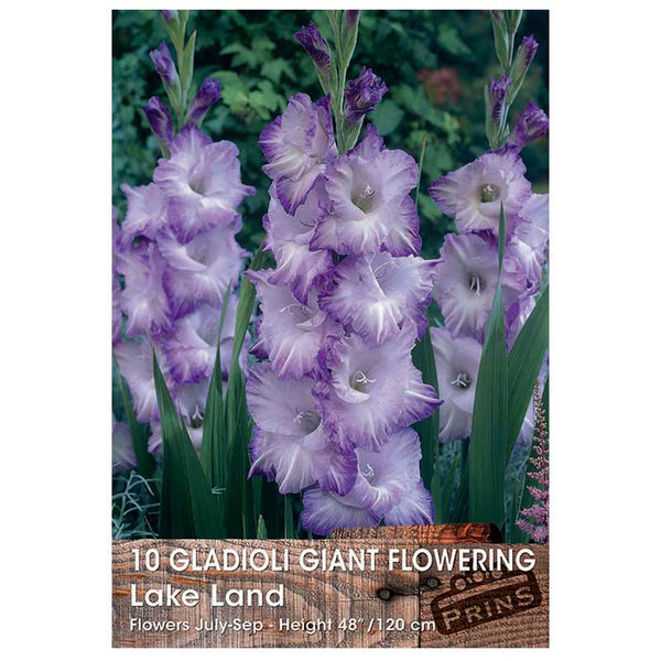 Gladioli Giant Flowering 'Lake Land' - 10 bulbs image 0