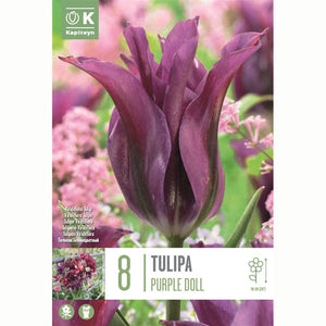 Tulip ‘Purple Doll’ (8 Bulbs) image 0