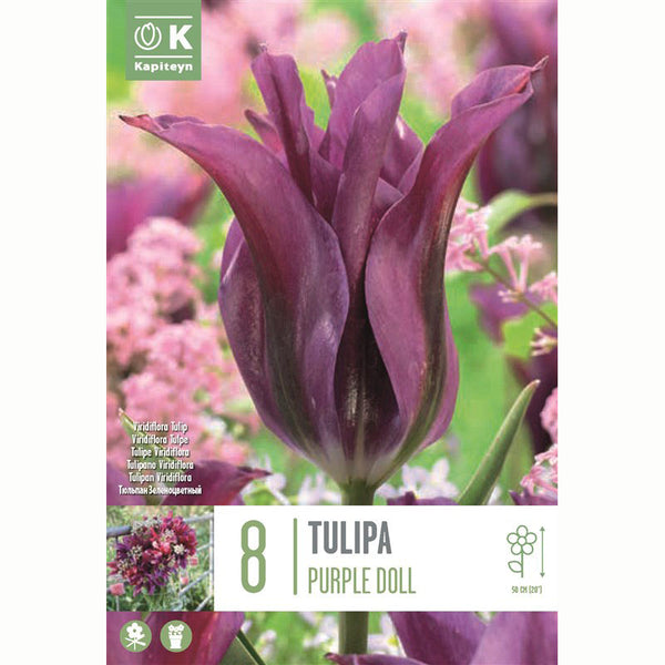Tulip ‘Purple Doll’ (8 Bulbs) image 0