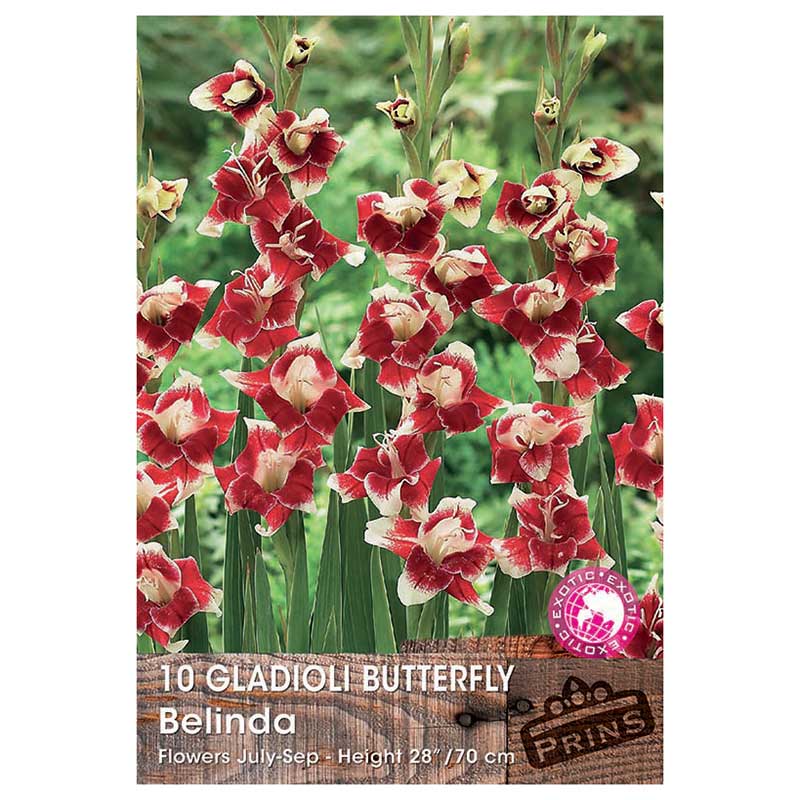 Gladioli Butterfly 'Belinda' - 10 bulbs image 0