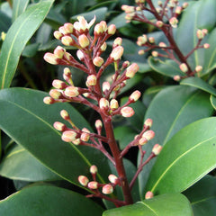 Skimmia japonica ‘Dad’s Red Dragon’ (f) (3-Litre Pot) image 0