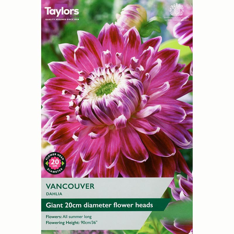 Dahlia 'Vancouver' with Vibrant Purple Flowers (1 Tuber) image 0
