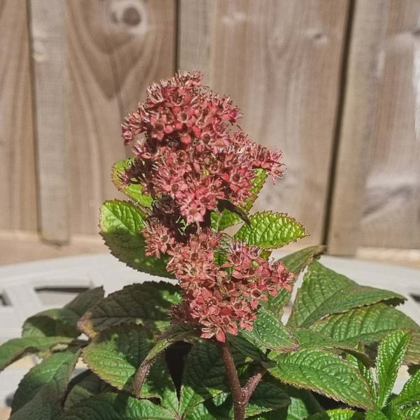 Rodgersia ‘Dark Pokers’ (3-Litre Pot) image 1