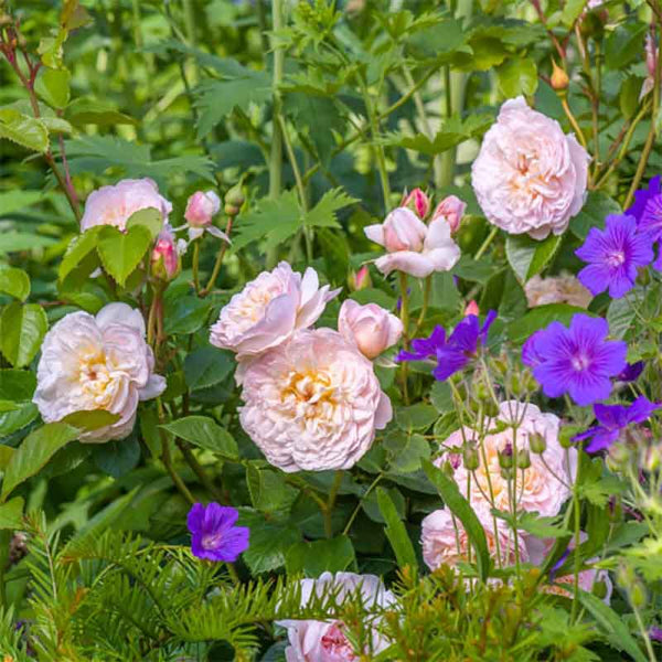 David Austin Emily Brontë® English Shrub Rose (6-Litre Pot) image 3