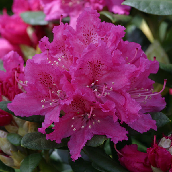 Rhododendron ‘Rocket’ (7.5-Litre Pot) image 0