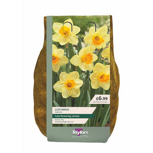 Narcissus 'Lotherio' Daffodils (1.5kg Carri-Pack) image 0