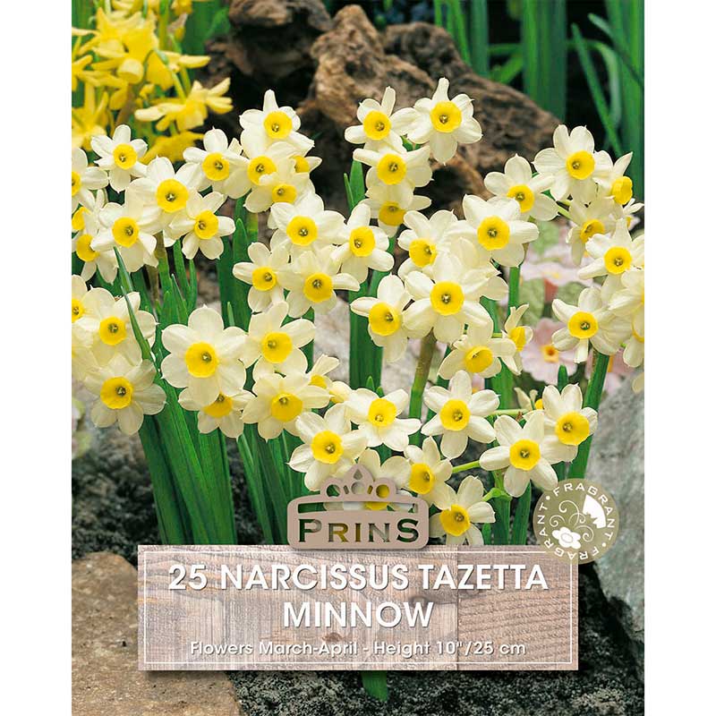 Narcissus ‘Minnow’ Daffodil (25 bulbs) image 0