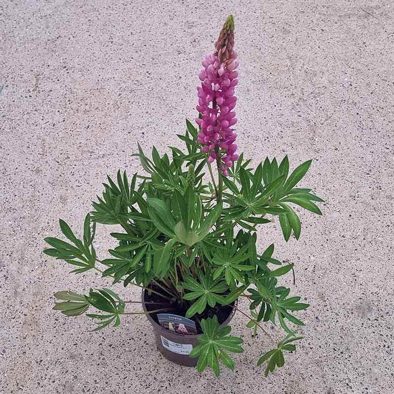 Lupin ‘Legendary Rose Shades’ (3-Litre Pot) image 0