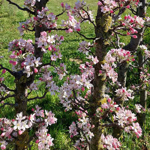 Malus ‘Princess Ruth’ Dwarf Apple Tree (5.5-Litre Pot) image 1