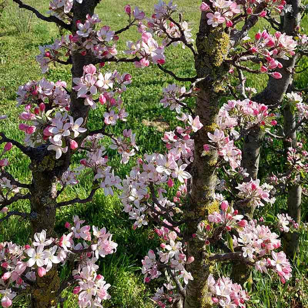 Malus ‘Princess Ruth’ Dwarf Apple Tree (5.5-Litre Pot) image 1