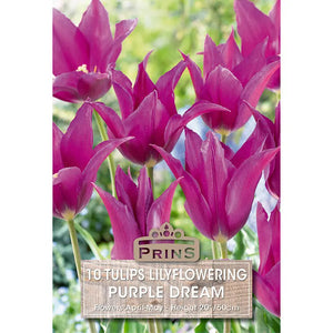 Tulip 'Purple Dream' (10 bulbs) image 0