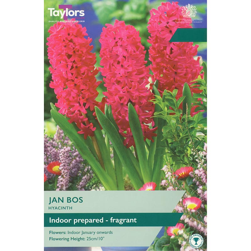 Hyacinth ‘Jan Bos’ (3 Prepared Bulbs) image 0
