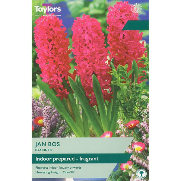 Hyacinth ‘Jan Bos’ (3 Prepared Bulbs) image 0